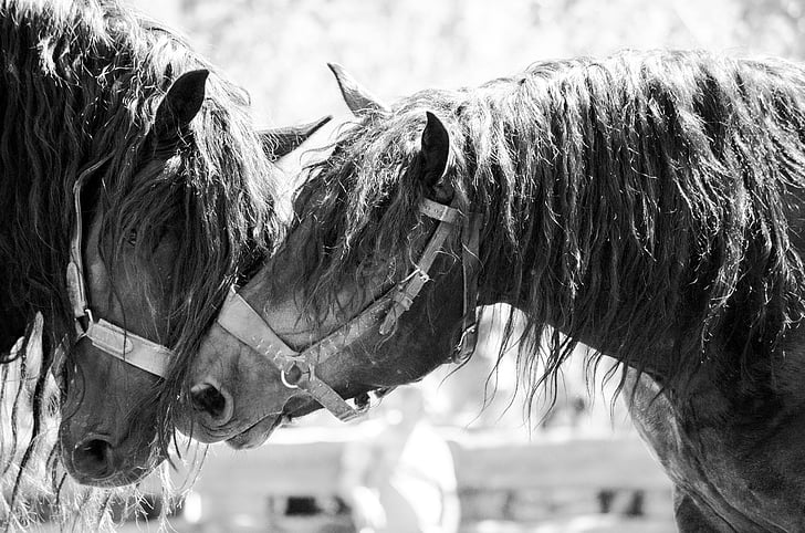 grayscale photography of horse