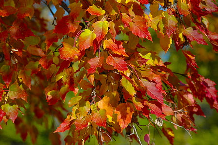 red and yellow leaf in closeup photography