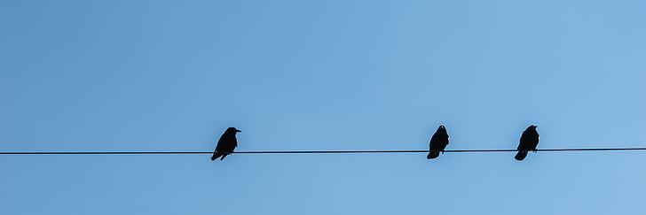 three black birds perched on power line