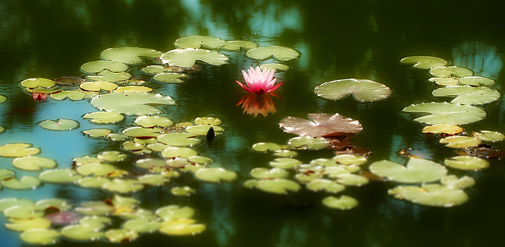 photo of water lily