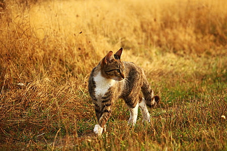 gray cat at the middle of brown grass field