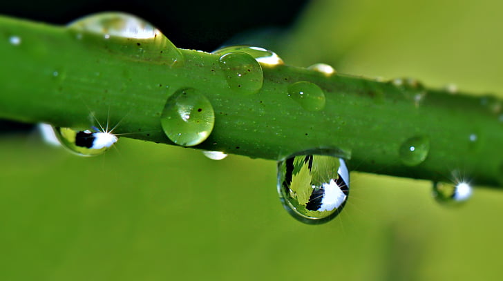 macro photography of water droplet on plant