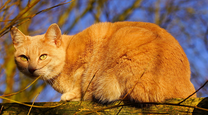 orange tabby cat on tree branch
