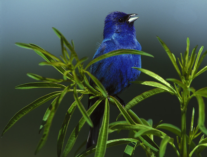 closeup photo of blue bird on green plant