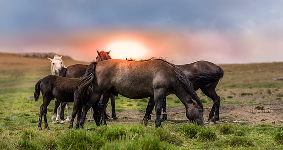 herd of horses on grass field