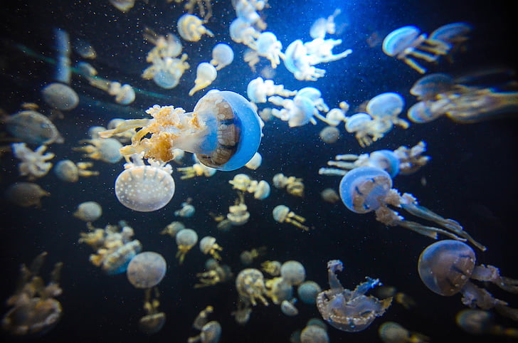 shoal of white jellyfish under water