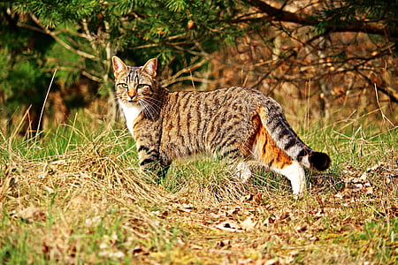 gray and orange cat walking on grass field