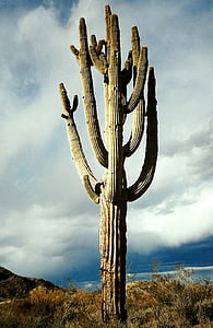 photo of gray cactus near sea