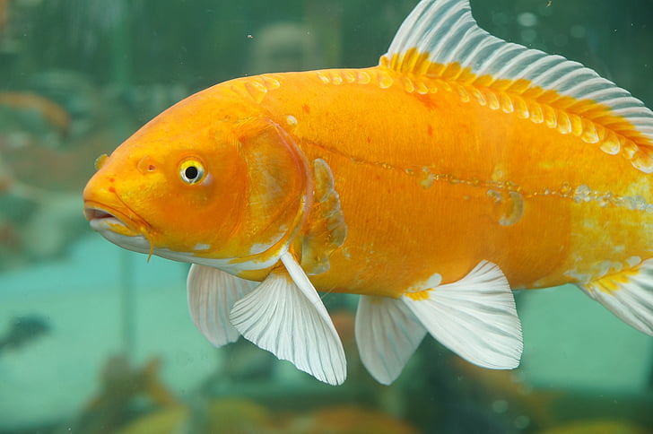 closeup photo of orange and white pet fish