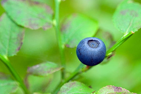 blueberry closeup photography