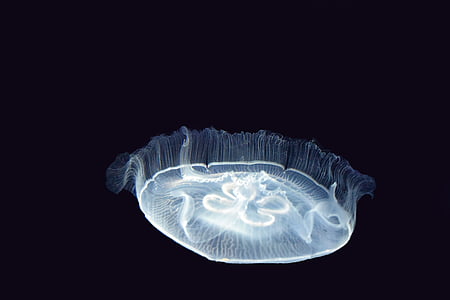 jellyfish with black background