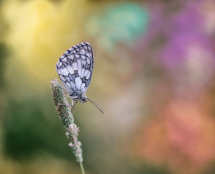 white and gray butterfly perching on green plant in selective focus photography