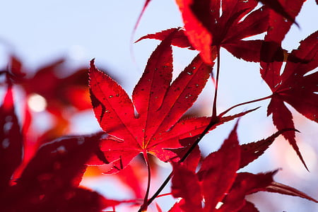close-up photography of red leaves