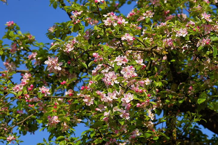 photo of pink flower tree