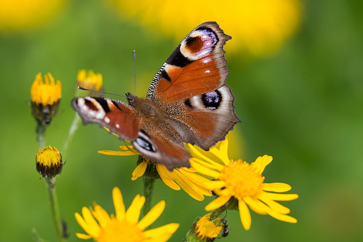 macro photography of peacock butterfly on yellow flower