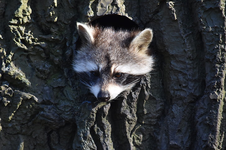 raccoon hiding in trree