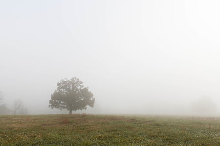 fog covered field with tree