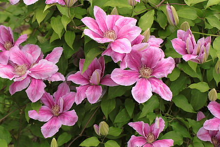 pink petaled flowers at daytime