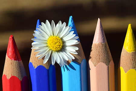 white daisy on blue color pens