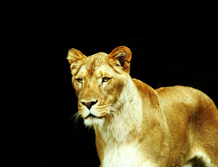 black background with lioness illustration