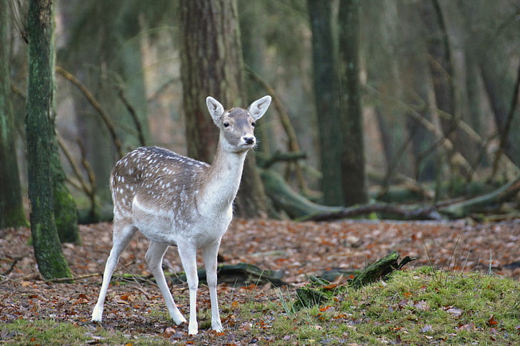 wildlife photography of gray and white deer
