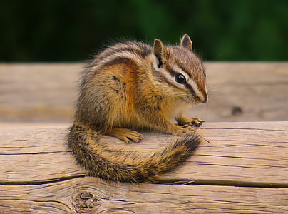 shallow focus photography of squirrel on top of log