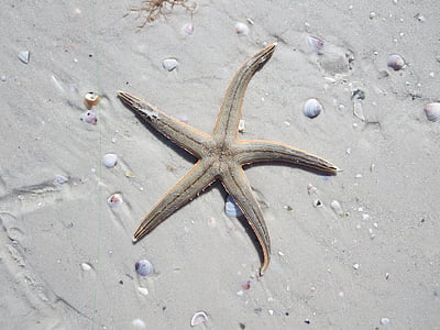 gray starfish on sand