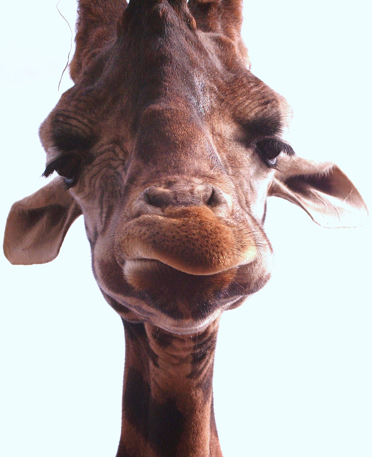 shallow focus photography of brown giraffe