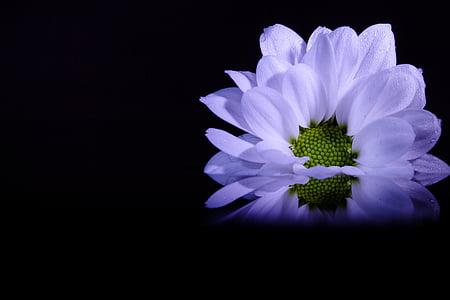 photography of studio light white flower