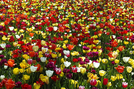 assorted-colors tulip flower field during daytime