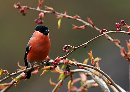 American robin bird on plant branch