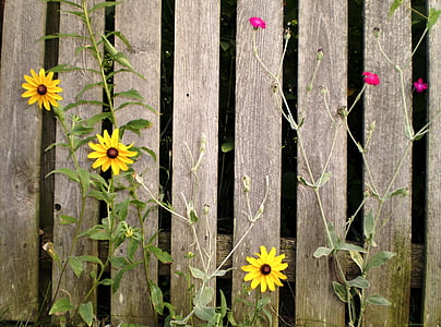 three yellow and pink flowers