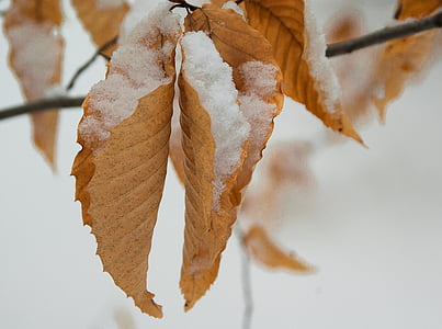 snow covered brown leaves