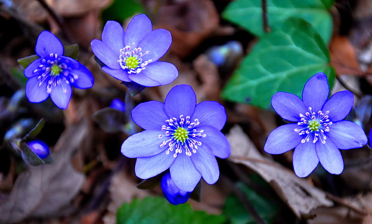 selective focus photo of blue petaled flower