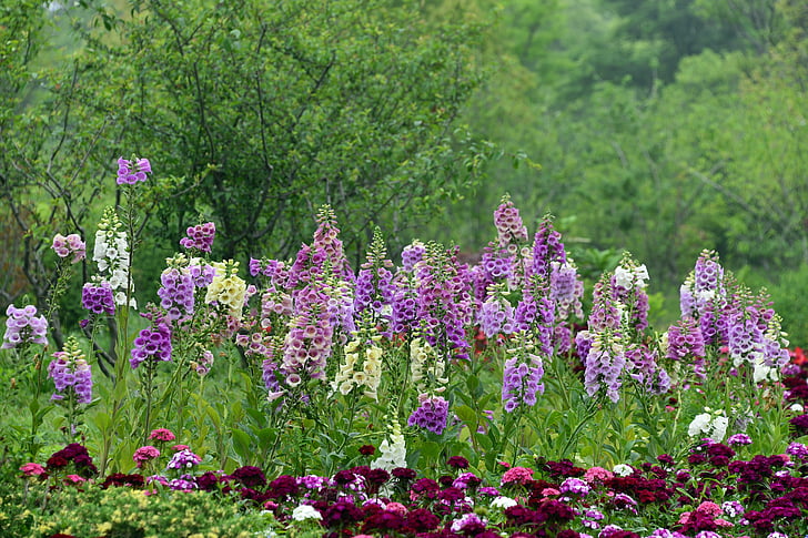field of purple cock's-comb flowers