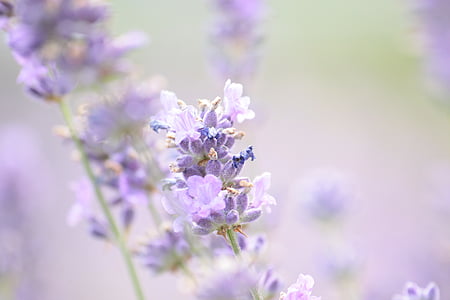 purple lavender flowers selective-focus photography