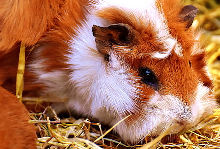 close up photography of guinea pig