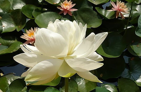 closeup photo of white waterlily flower