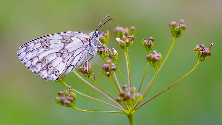 white and gray butterfly perching on pink flower in close-up photography
