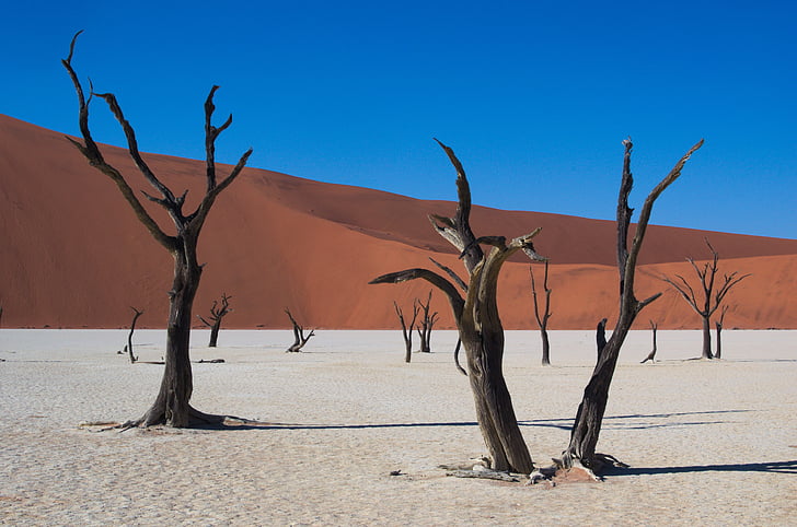 leafless trees in desert dune