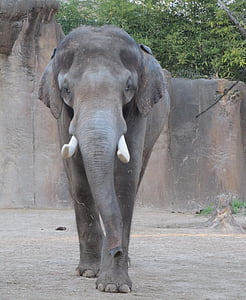 close up photo of gray elephant