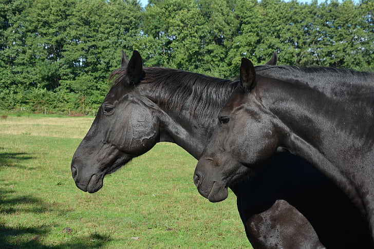 closeup photo of two black horses