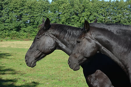 closeup photo of two black horses