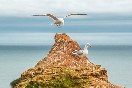 two seagulls on top of brown rock