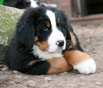 Bernese mountain puppy prone lying on ground at daytime