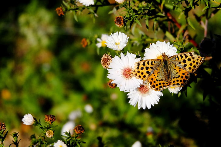 high brown butterfly on white cluster flowers