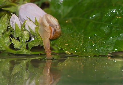 beige snail on green leaf in water