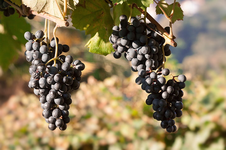 photography of grapes during daytime