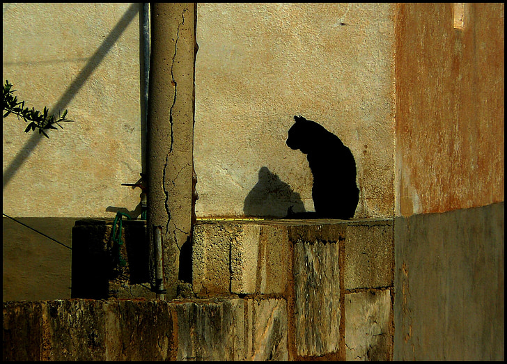 black cat on gray concrete bricks