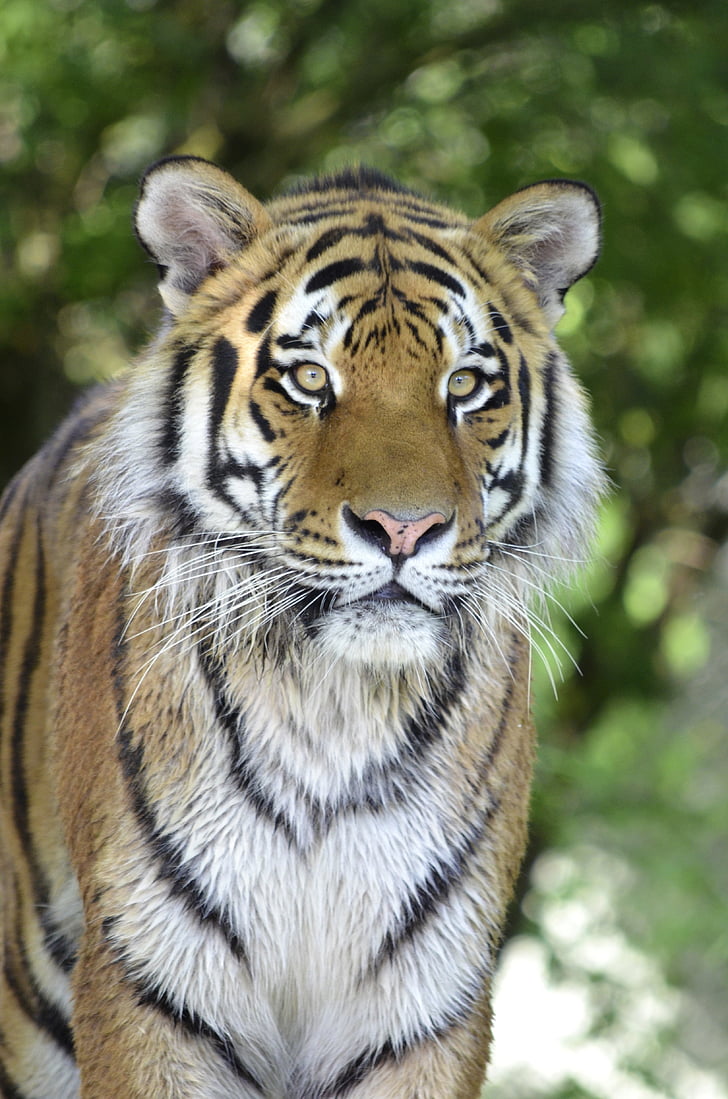 shallow focus photography of Bengal tiger during daytime